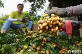舌尖上的“黄皮+”！龙岗黄皮有了新吃法、新销路 →图片