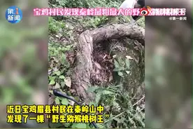 秦岭发现百岁野生猕猴桃树王图片