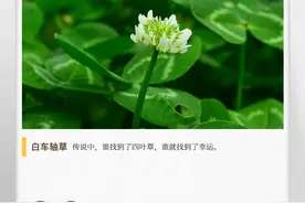 湖湘自然历丨寻找十万分之一的幸运图片