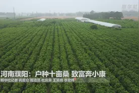 河南濮阳：户种十亩桑 致富奔小康视频封面
