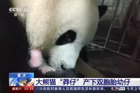 重庆大熊猫“莽仔”产下双胞胎幼崽图片