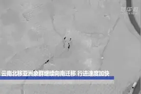 云南北移亚洲象群继续向南迁移 行进速度加快视频封面