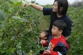 青岛海边的蓝莓田熟了，游客们采摘品尝乐悠悠图片