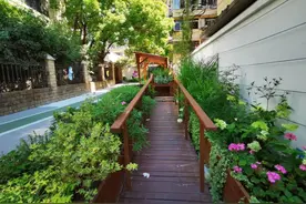 这么多蝴蝶为何起舞在定西路上的这个小花园？20多名居民会心地笑了！图片