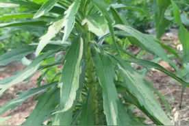 农科视窗（5）|小小艾草，竟成就一个大产业图片