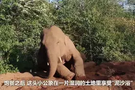 离群小象享受“泥沙浴”网友：这就是“象”皮泥吧图片