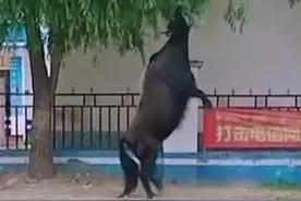 西藏一老牛双脚站立吃柳叶，网友直呼：真牛视频封面