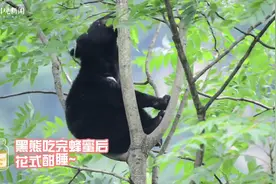 视频｜青川一野生黑熊偷吃蜂蜜后 上树花式睡大觉图片
