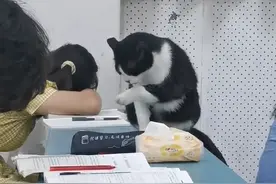 安徽一女大学生上课玩手机，被一只黑猫“抓现行”！网友：黑猫警长来了图片