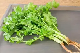 香菜，耐寒不耐热，夏天该怎么办？图片