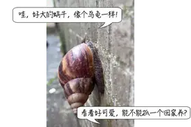 大雨后遍地爬的大蜗牛千万别摸，有人碰了后发烧到40度图片