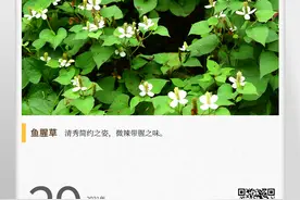 湖湘自然历丨夏花灿烂㉙此花一出，蚊蝇退散图片