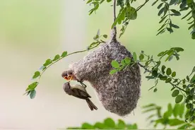 可爱小鸟—中华攀雀妈妈捕食进洞喂食小鸟图片