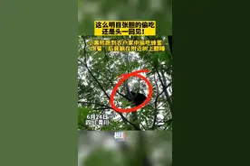 小黑熊偷吃农户家蜂蜜后赖着不走，树上呼呼大睡憨态可掬图片