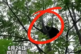 小黑熊偷吃农户家蜂蜜后赖着不走，树上呼呼大睡憨态可掬图片