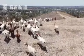 高温干旱席卷美国多地 山羊大军开始吃草防火图片
