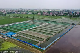 江苏泰州：稻蛙共养 生态环保图片