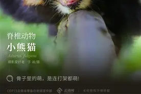 「云南生物多样性数字化百科图谱」脊椎动物·小熊猫：骨子里的萌，是连打架都萌图片