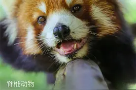 「云南生物多样性数字化百科图谱」脊椎动物·小熊猫：骨子里的萌，是连打架都萌图片