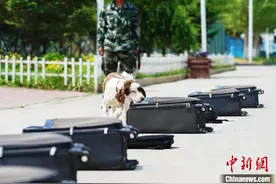 模拟实战场地 哈尔滨警犬训练基地酷暑练犬忙图片