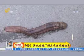 淄博：污水处理厂区惊现娃娃鱼视频封面
