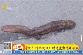 淄博：污水处理厂区惊现娃娃鱼视频封面