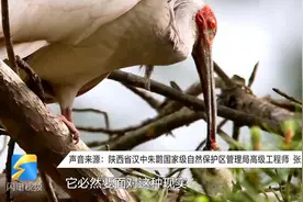 2只朱鹮奋力赶走占巢猛禽 目睹幼鸟死去哀鸣不愿离去图片