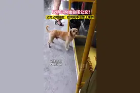公交公司回应四川一小狗独自搭公交：趁司机不注意上来的图片