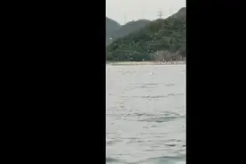 视频｜大鹏海域现幼鲸近海觅食图片