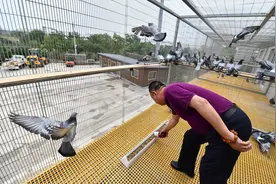 “这已经是我的鸽子第三次在天安门广场放飞了，光荣！”图片
