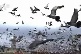 天安门广场放飞10万羽和平鸽！从哪儿来？飞哪儿去？图片
