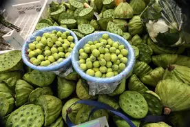 10块钱3个的莲蓬吃得肉疼？别急！迟到的汉产新莲来了，7月能便宜图片