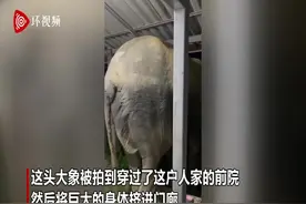 泰国一“惯犯”大象挤进狭窄门廊偷吃猫粮 尾巴快乐摇摆图片