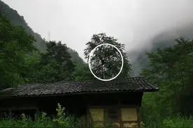 唐家河“熊二”偷吃三箱蜂蜜后，爬上树睡觉不走了！怎么破？图片