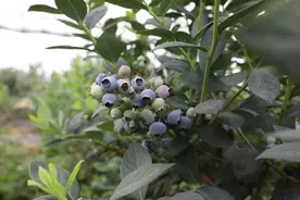 山东宝山——中国蓝莓第一镇图片