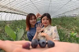 「蓝莓正当时」蓝莓是水果界多么厉害的存在？图片