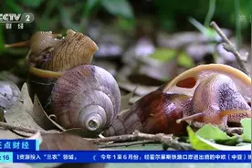 注意！雨后成群出现非洲大蜗牛千万别碰它图片
