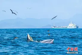 深圳大鹏新区海湾鲸鱼出没进食图片