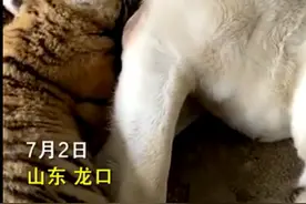 虎妈妈不喂奶，动物园找狗喂虎崽，网友调侃：狗子都“疑惑了图片