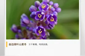 湖湘自然历丨我可没有模仿薰衣草图片