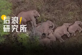 30岁，没上过一天班，我离人类很远、离大象很近图片