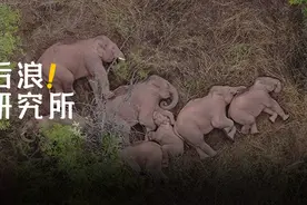 30岁，没上过一天班，我离人类很远、离大象很近图片