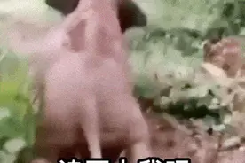 只要是孩子就爱玩滑梯！3岁小象“滑滑梯”火了图片