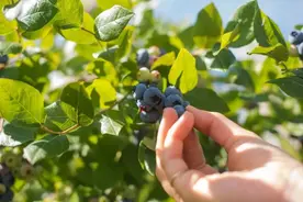 美味“蓝”不住！双流最后一波蓝莓采摘抓紧→图片