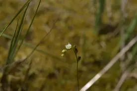 能吃虫的菜！重庆发现新记录物种图片