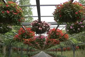 后花博时代，东平国家森林公园有哪些新看点？图片
