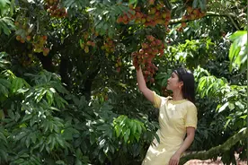 广东阳江：山海阳西 美“荔”动人视频封面