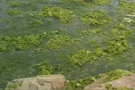 青岛沿海再遭浒苔侵袭 当地应急处置设四道防线、已打捞24万吨视频封面