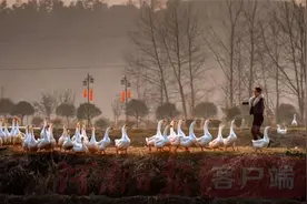 穿越古今“寿星鹅”图片