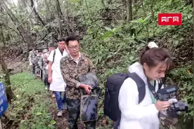 保护生物多样性 | 探寻菲氏叶猴的生存奥秘图片